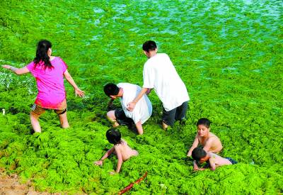 海洋專家：明年基本肯定可以“到青島看草原”