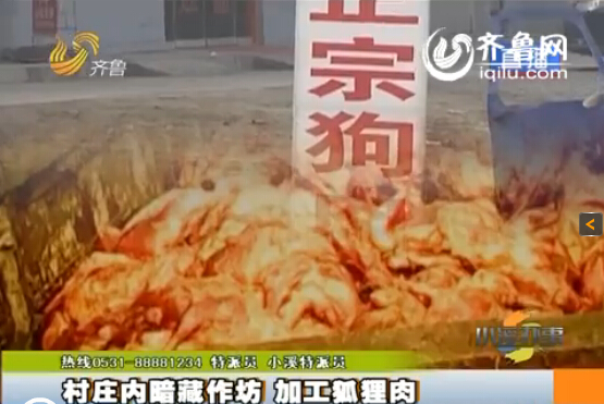 臨沂：村莊內(nèi)暗藏小作坊 日加工死狐貍?cè)馍习賴?/></p>

<p><strong>每天加工上百噸死狐貍?cè)狻′N往各地</strong></p>

<p>加工狐貍?cè)飧坏牧饔?，然而這些三無產(chǎn)品安全嗎？能吃嗎？又銷遠(yuǎn)什么地點(diǎn)呢？據(jù)爆料人稱這個(gè)臨沂的潘家湖村，每天會(huì)加工上百噸的死狐貍?cè)猓刻炝璩繒?huì)有大量的死狐貍運(yùn)到村子附近進(jìn)行交易，根據(jù)爆料人提供的線索，記者一夜沒睡，熬夜到凌晨三點(diǎn)多，來到了狐貍?cè)獾慕灰椎攸c(diǎn)。</p>

<p>記者看到在一輛貨運(yùn)汽車上幾名工人正往一輛三輪廠上扔剝了皮的死狐貍，就在不遠(yuǎn)處還有一輛重型貨車上滿滿當(dāng)當(dāng)?shù)囟褲M了狐貍，不一會(huì)就有好幾輛車裝貨過磅，然后開走。直到天亮仍有裝滿死狐貍的貨車來卸貨。</p>

<p>據(jù)了解，狐貍養(yǎng)殖戶到了十一月份就開始?xì)⒑?，剝了皮，肉?huì)以極低的價(jià)格處理掉，每斤只需要一兩塊錢。也正是瞄準(zhǔn)了這個(gè)當(dāng)口，有些人會(huì)以極低的價(jià)格競購狐貍?cè)猓皇羌庸み@一個(gè)環(huán)節(jié)就是產(chǎn)生幾倍的利潤，大多數(shù)會(huì)以狐貍?cè)獬洚?dāng)牛羊肉等往外出售。這些狐貍沒有任何的包裝，不知道是怎么死的，更別說是檢驗(yàn)檢疫了。為了弄清楚死狐貍?cè)獾娜ハ?，記者悄悄跟隨了一輛裝滿狐貍?cè)獾娜喣ν熊嚕@輛三輪摩托車，記者又來到潘家湖村，眼看著三輪車拐進(jìn)了一個(gè)胡通，為不打掃驚蛇，記者并沒有繼續(xù)跟蹤下去。</p>

<p><strong>警惕性奇高 不輕易露面</strong></p>

<p>爆料人告訴記者，這些肉可以制以狐貍凍、火腿腸、羊肉卷等等，并稱這些人都非常警覺，很少與陌生做交易，所以記者就是買家的身份與當(dāng)?shù)氐纳虘羧〉寐?lián)系。</p>

<p>這些商戶非常警覺，對(duì)于記者的身份一直都是半信半疑。當(dāng)記者提出要與他見面聊聊時(shí)，對(duì)方稱“這兩天在不家，若是在家就去找你們。”通過簡單的交談，對(duì)方好像識(shí)破了記者的身份，不管記者怎么說，始終不同意見面。</p>

<p>隨后記者又掌握一條信息，德州那邊有個(gè)接頭人，好像姓薛，記者憑借這一信息又聯(lián)系了下一家商戶。這位商戶的警覺性也非常高，不過幸好爭取到了一個(gè)見面的機(jī)會(huì)，說一會(huì)來接記者。一會(huì)記者手機(jī)又響了，傳來一個(gè)陌生的聲音，質(zhì)問記者“原來在德州誰給你供貨？”記者告訴他是姓薛的，還有一個(gè)姓韓的。對(duì)方稱“因?yàn)楝F(xiàn)在這個(gè)東西(肉)屬于三無產(chǎn)品，記者也多，暗訪的也多，事也挺多的。”最終對(duì)方答應(yīng)與記者見面，只是說會(huì)晚一點(diǎn)。</p>

<p>此時(shí)已是下午兩點(diǎn)，兩個(gè)小時(shí)過后，記者左等右等就是不見人。記者嘗試著撥打?qū)Ψ诫娫捯恢笔菬o法接聽，難道記者的身份被他們識(shí)破了？記者又嘗試著給對(duì)方發(fā)短信，三十分鐘后，當(dāng)記者快要放棄時(shí)電話響了起來，最終跟對(duì)方約定，二十分鐘后在指定地點(diǎn)見面。</p>

<p>記者早早就來到街頭指定地點(diǎn)，但對(duì)方長什么樣，怎么來是一無所知。就在這時(shí)一輛面包車駛進(jìn)了記者的視線，直接停在了記者的車前面，這時(shí)記者再撥打?qū)Ψ诫娫捯恢倍际窃谕ㄔ捴?。就在記者想要接近那輛面包車時(shí)，面包車卻開走了，當(dāng)記者再次撥打?qū)Ψ诫娫挄r(shí)，對(duì)方就不再接聽了。</p>

<p><strong>聽到風(fēng)聲？ 村里偃旗息鼓</strong></p>

<p>對(duì)方的警覺性大大超乎記者的想象，這個(gè)商戶說，他們做的是三無產(chǎn)品，曾經(jīng)被記者給曝光過，所以他們是防火防盜防記者。記者的車停在離村子兩公里開外的地方，據(jù)爆料人稱，很快，村子里就傳開了，一輛濟(jì)南牌照的車來了，要大家都小心。這么高的反偵察能力，難道記者的調(diào)查真的就進(jìn)行不去了嗎？記者決定第二天直接進(jìn)入村子進(jìn)行調(diào)查采訪。</p>

<p>第二天記者直接進(jìn)入潘家湖村，奇怪的是這里非常安靜，不僅家家戶戶的大門都緊閉著，就連大街上的人都很少，昨天熱火朝天加工狐貍?cè)獾木跋蟛灰娏恕＞o接著記者看見一戶大門虛掩，隱約看著有人在里面干活，記者下車去問“賣肉吧？”對(duì)方答到“俺不賣，俺這是存的?！?/p>

<p>記者又問“你有手續(xù)嗎，弄這些東西？”“俺這是存，俺不賣！”通過門縫，記者看見工人正在煮狐貍?cè)?，?duì)方好像很害怕記者看見里面的景象，直接把門給關(guān)上了。調(diào)查很難再進(jìn)行下去，記者決定再換個(gè)地方。</p>

<p>記者又來到一家加工死狐貍?cè)獾纳虘?，“俺不賣白條，我這是煮干肉的！煮好了干肉就發(fā)給你們，六塊錢一斤。”并反問“你們是記者吧？看像是記者！”看到記者的穿著和口音，竟然覺察到了記者的身份，沒想到這個(gè)村的村民警惕性如此之高，記者只能再換一家。</p>
</p>
</div>
</div>

<div   class=