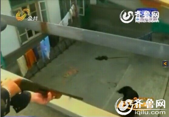 煙臺：藏獒發(fā)瘋堵門咬主人 民警擊斃除隱患