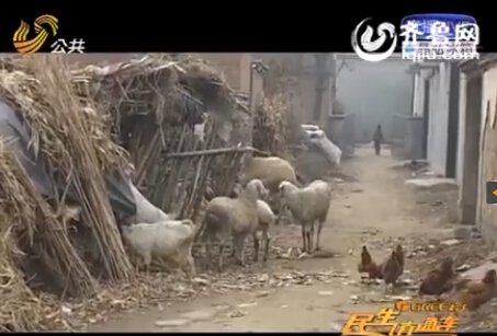 菏澤偷羊賊一夜扒洞偷走八只羊 轉(zhuǎn)手賣給親哥銷贓