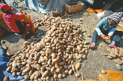濟南七里堡批發(fā)市場賣去芽土豆 重新裝袋再出售