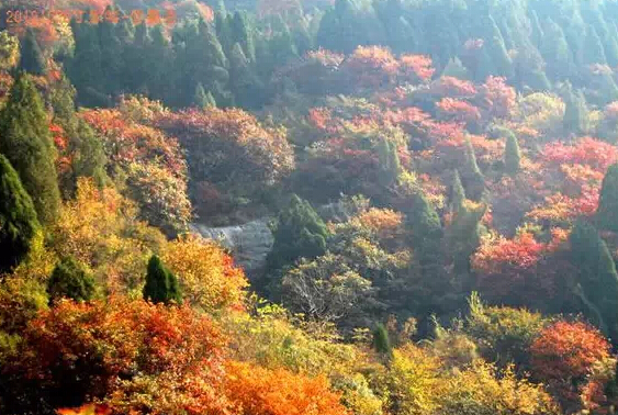 濟南春游最強攻略 野外燒烤賞花約起來！