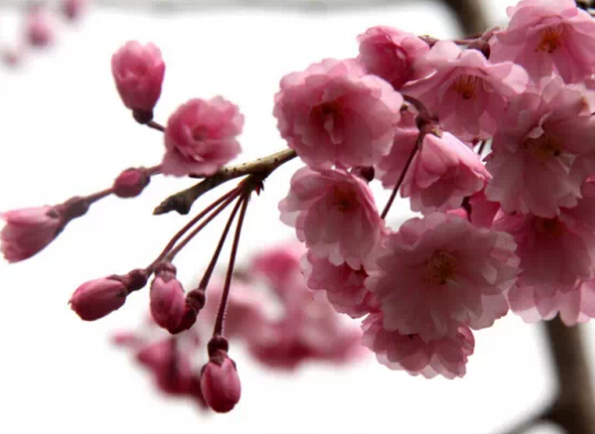 濟(jì)南春游最強(qiáng)攻略 野外燒烤賞花約起來！
