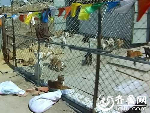 泰山小動物保護中心窘?jīng)r：狗糧緊缺 下山買水挺貴