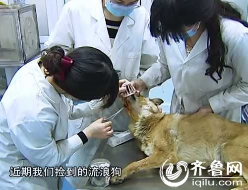 泰山小動物保護中心窘?jīng)r：狗糧緊缺 下山買水挺貴