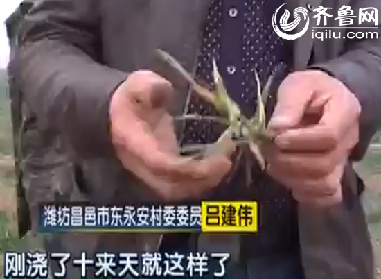 濰坊農(nóng)戶澆水后麥苗變枯草 灌溉河被污染水質(zhì)變綠