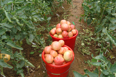 王墳鎮(zhèn)有機(jī)蔬菜質(zhì)量好賣價(jià)高銷售俏