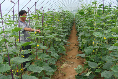 王墳鎮(zhèn)有機(jī)蔬菜質(zhì)量好賣價(jià)高銷售俏