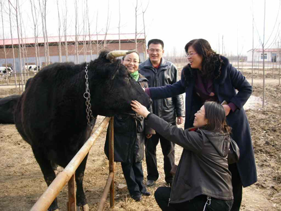 山東高青舉辦黑牛節(jié) 中國第一貴族牛掘金高端市場