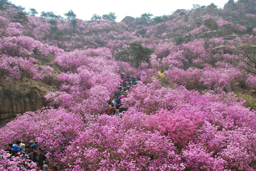 青島大珠山萬畝野生杜鵑花進(jìn)入盛花期