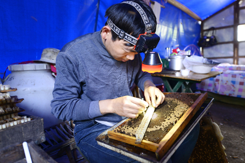 釀造甜蜜的養(yǎng)蜂人