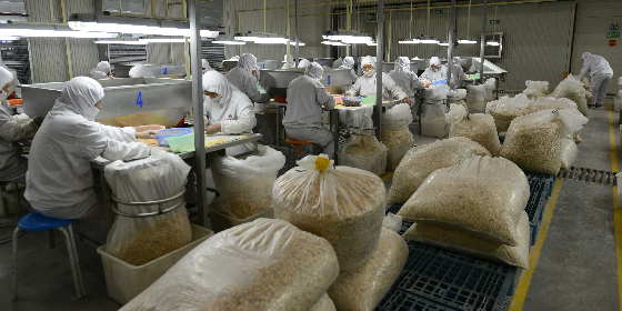 帶領農(nóng)民致富的生姜第一出口大戶：山東萬興食品有限公司