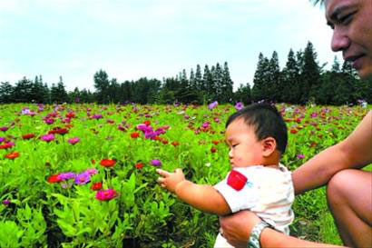 花好迎月圓 濱江森林公園數(shù)萬(wàn)平米野花盛開(kāi)