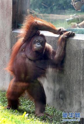 紅猩猩、斑狐猴落戶上海動物園