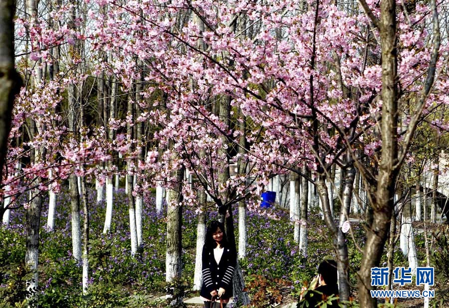 2012上海櫻花節(jié)“櫻之緣”攝影賽開(kāi)拍