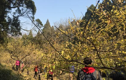 申城蠟梅梅花相伴迎羊年 蠟梅初開較往年遲兩周