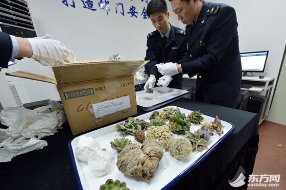郵寄物非法進(jìn)境 上海國(guó)檢查獲瀕危多肉植物