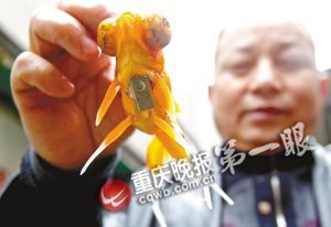 重慶退休工現(xiàn)場表演揭秘春晚金魚魔術(組圖)