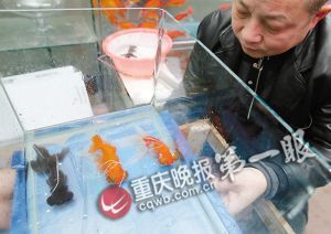 重慶退休工現(xiàn)場(chǎng)表演揭秘春晚金魚魔術(shù)(組圖)