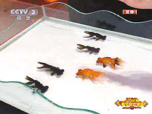 重慶退休工現(xiàn)場(chǎng)表演揭秘春晚金魚(yú)魔術(shù)(組圖)