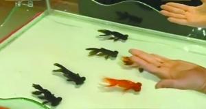 春晚金魚魔術(shù)當(dāng)事人揭謎底：魔術(shù)其實(shí)有“機(jī)關(guān)”