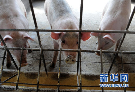 暴利驚人：揭秘“瘦肉精”地下產(chǎn)業(yè)鏈