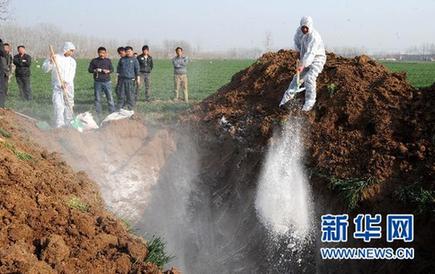 暴利驚人：揭秘“瘦肉精”地下產(chǎn)業(yè)鏈