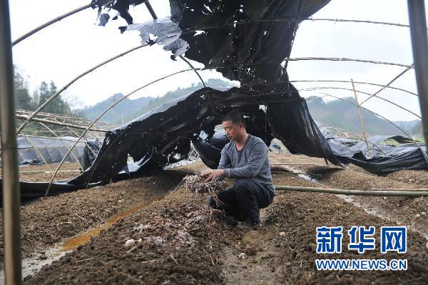 貴州10個縣區(qū)遭受冰雹災(zāi)害 損失嚴重
