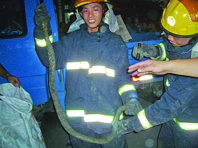 2米長蛇鉆進車死盤發(fā)動機 拆掉座椅才拽出(圖)