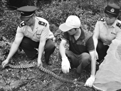 被救小蛇三年后每天送農(nóng)夫回家 遭贊知恩圖報(圖)