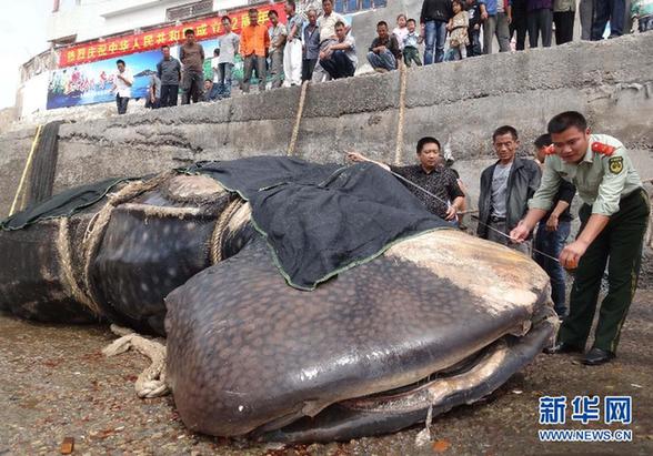 15噸重巨無霸鯨鯊誤入漁網(wǎng)窒息而死