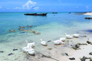 探秘西沙群島:旅游開發(fā)以郵輪為主、空中為輔