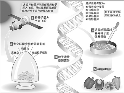 中國(guó)航天提升百姓生活 太空農(nóng)產(chǎn)品豐富餐桌