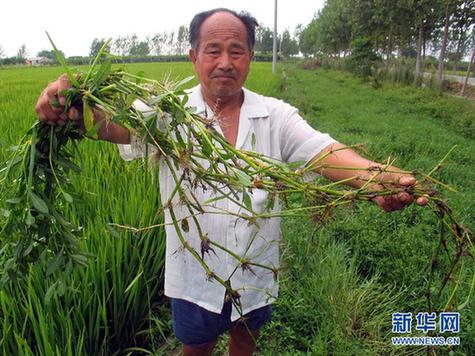 高清大圖：不只是食人魚 警惕“外來(lái)物種入侵”