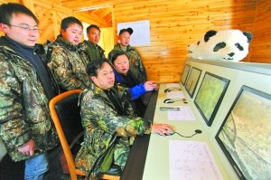 中國(guó)將第二次放歸大熊貓 若成功意義不亞于登月