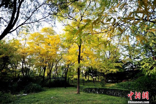 細數(shù)京城十大“最美秋天的角落”