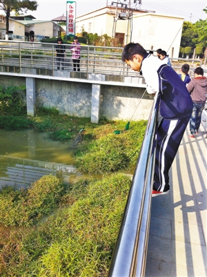 鱷魚(yú)冬眠不動(dòng)真假難辨 好奇游客扔石將其砸死