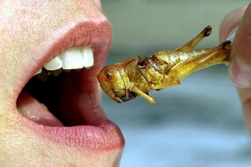 讓人目瞪口呆的“非主流”詭異食物