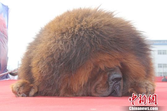 河北藏獒展上多只藏獒要價(jià)千萬(wàn)引爭(zhēng)議 天價(jià)藏獒揭秘