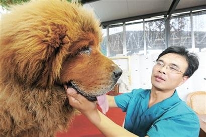 河北藏獒展上多只藏獒要價(jià)千萬引爭議 天價(jià)藏獒揭秘