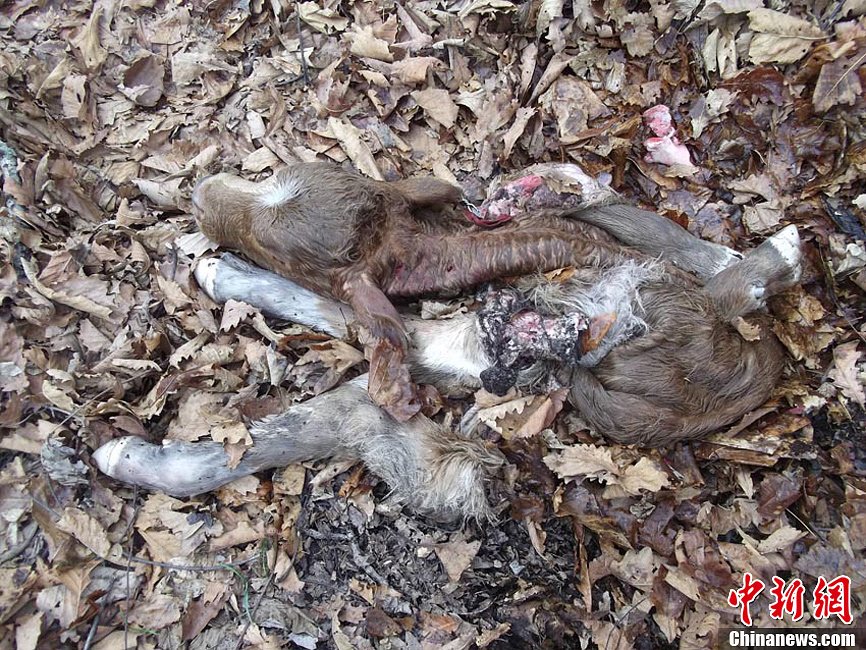野生東北虎頻現(xiàn)吉林琿春 五天四襲牛