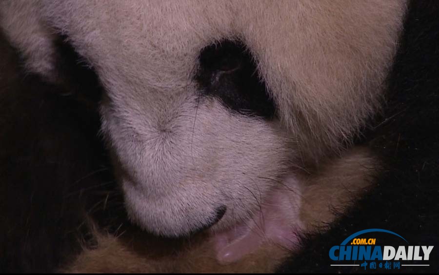 高清圖：成都新生大熊貓寶寶在暴雨中誕生