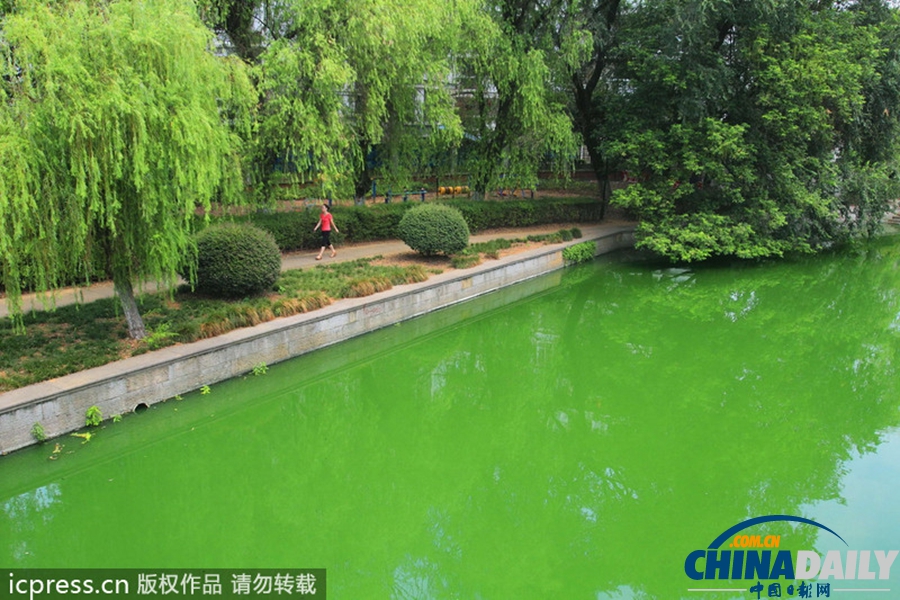 浙東古運河藍藻肆虐 河水轉(zhuǎn)身一變綠顏料