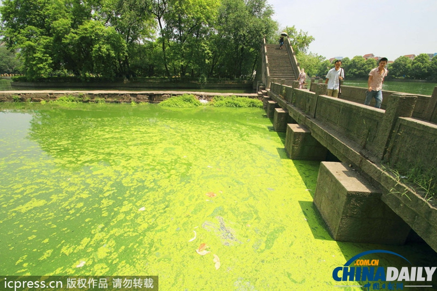 浙東古運(yùn)河藍(lán)藻肆虐 河水轉(zhuǎn)身一變綠顏料