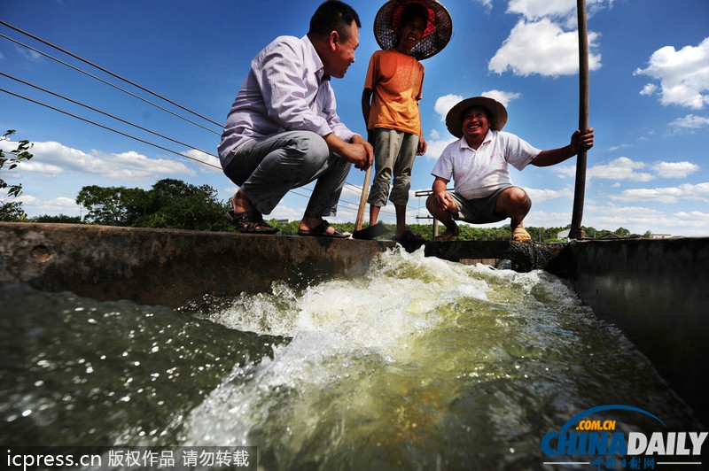 湖南旱情蔓延：引水澆灌農(nóng)田自救 定點(diǎn)定時(shí)供水解旱農(nóng)之渴