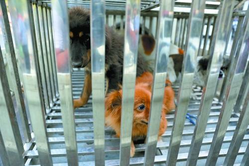 洛陽搞集中執(zhí)法狗患卻加重 市民不滿犬主有怨言