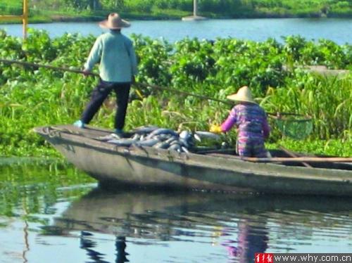 上海青浦上百斤“熱死魚”被拋入河道