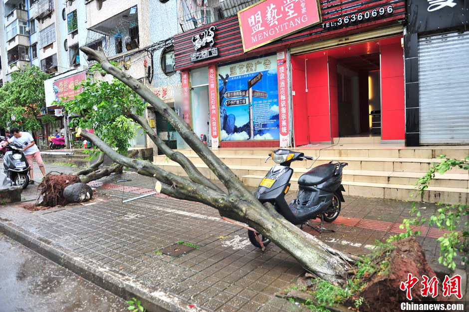 強(qiáng)熱帶風(fēng)暴“飛燕”登陸海南 街邊大樹被連根拔起