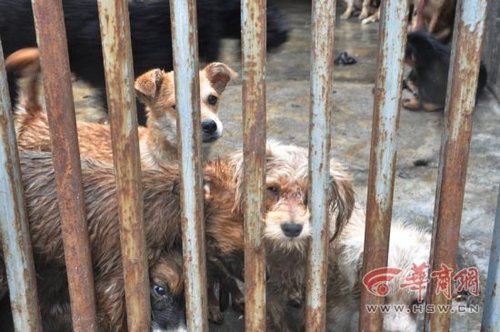 犬只收容所數(shù)十只狗死亡 官方：天熱死幾只正常