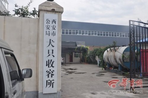 犬只收容所數(shù)十只狗死亡 官方：天熱死幾只正常
